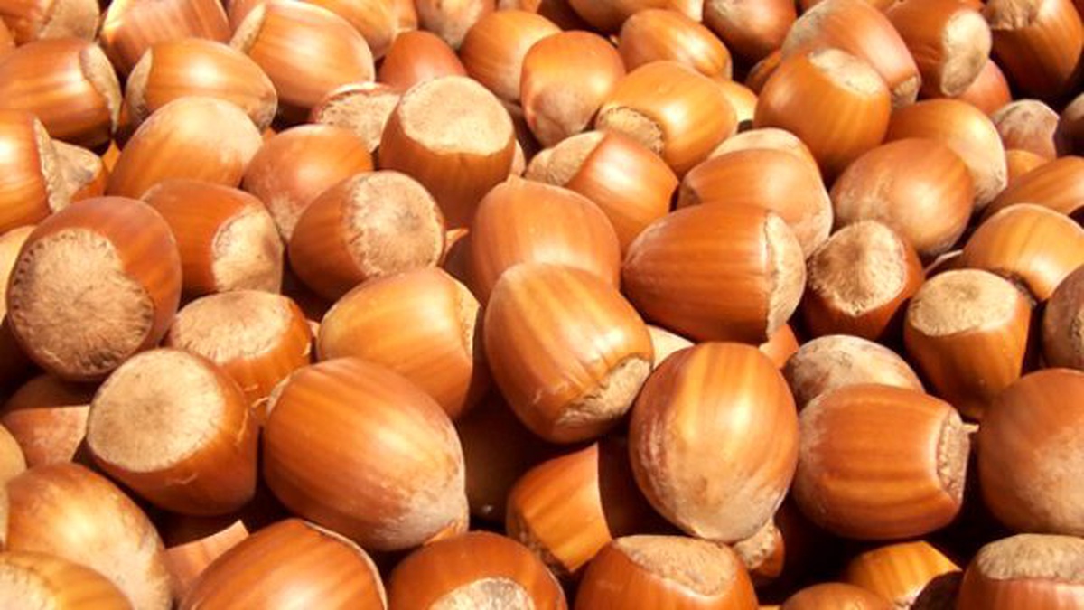 Anne ve Babasını Uyku İlacı ile Uyutup 600 Kilo Fındığı Çaldı
