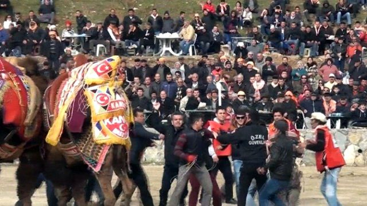 Develer Güreşirken Sahipleri Kavga Etti