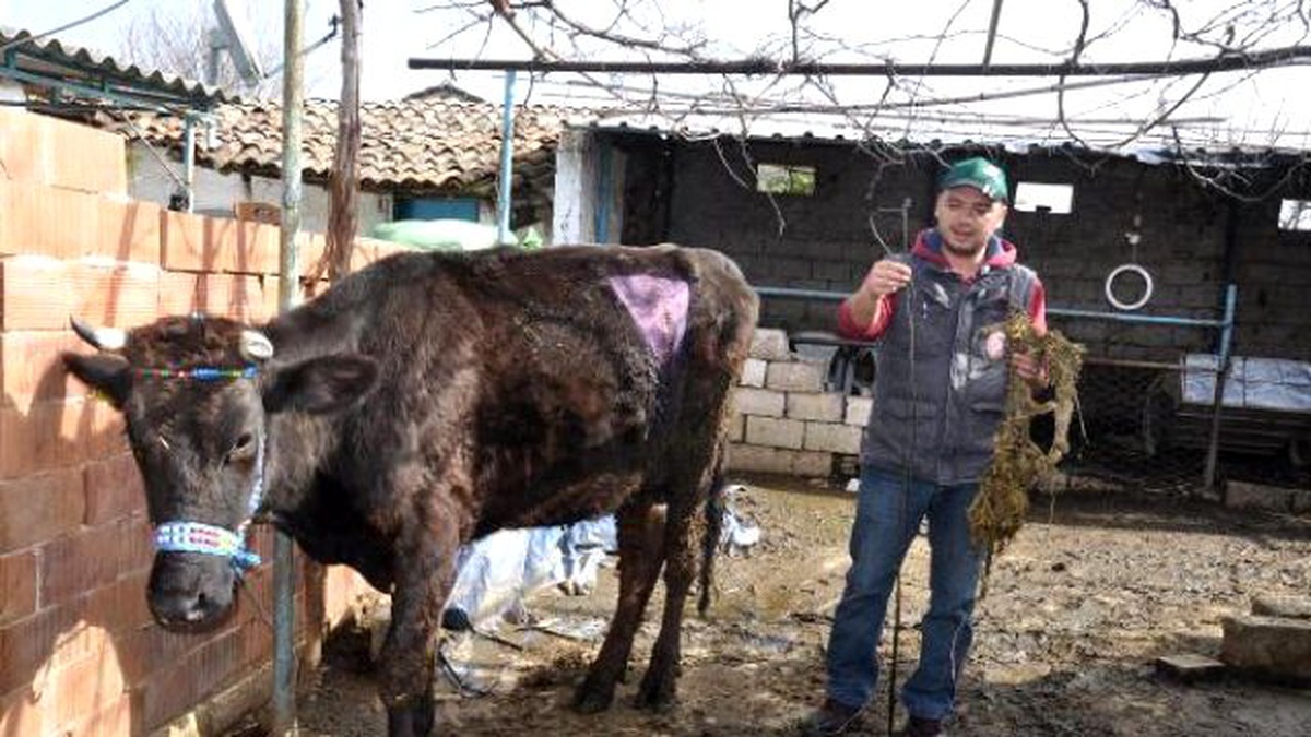 Gebe İneğin Karnından, 2 Metrelik Urgan ile Çivi Çıktı