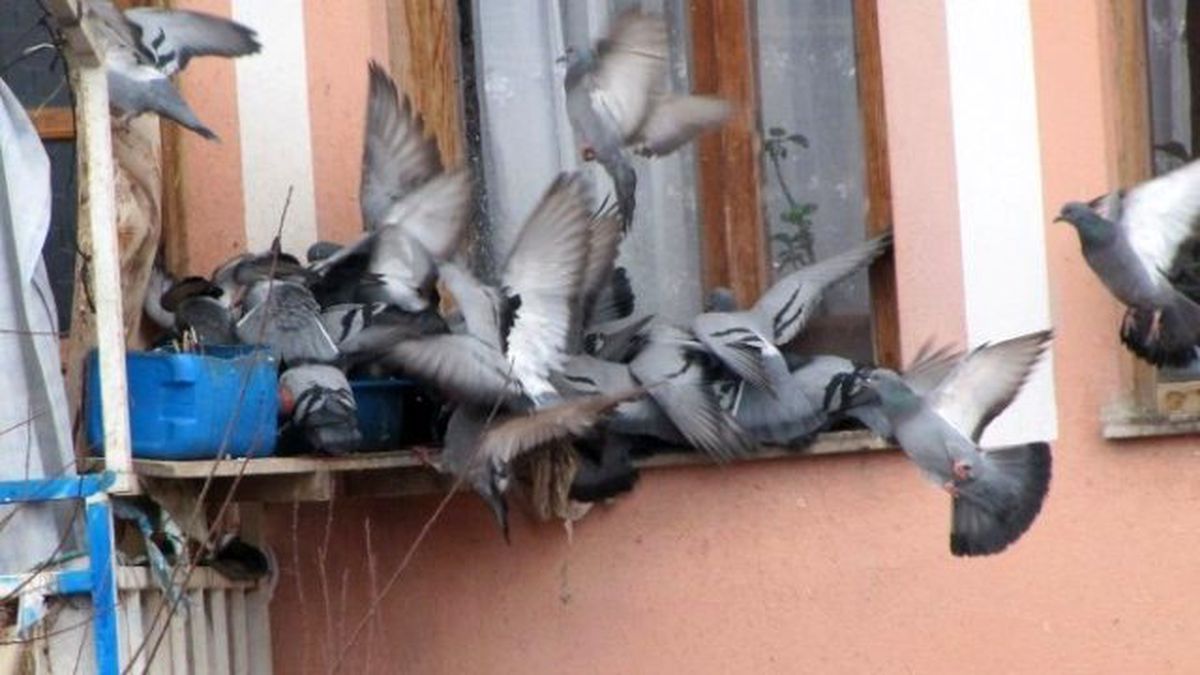 Güvercinlerin Yem Savaşı