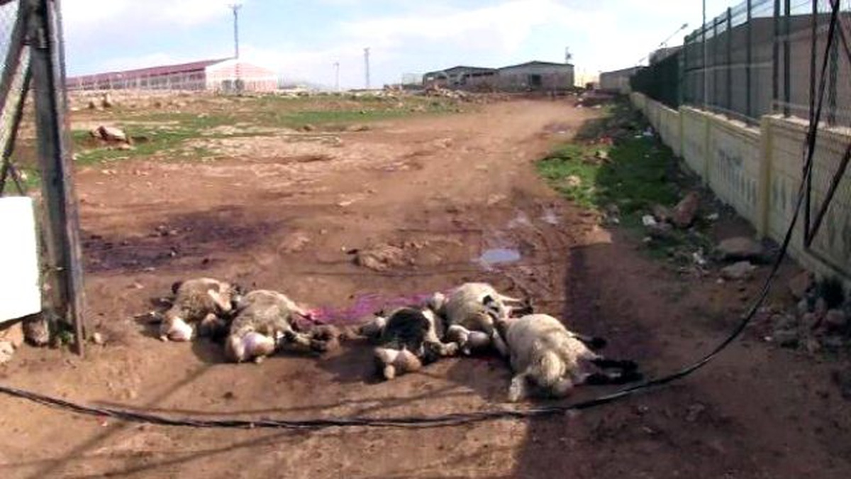 Hayvan Pazarında Elektrik Teli Koptu: 8 Koyun Telef Oldu