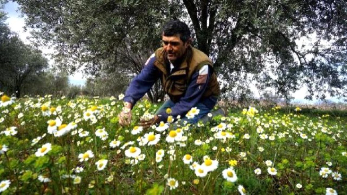 Manisa\'da Ağaçlar, Yalancı Baharla Çiçek Açtı