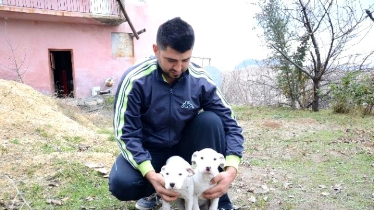 Yaban Domuzlarına Karşı Köpekli Tedbir