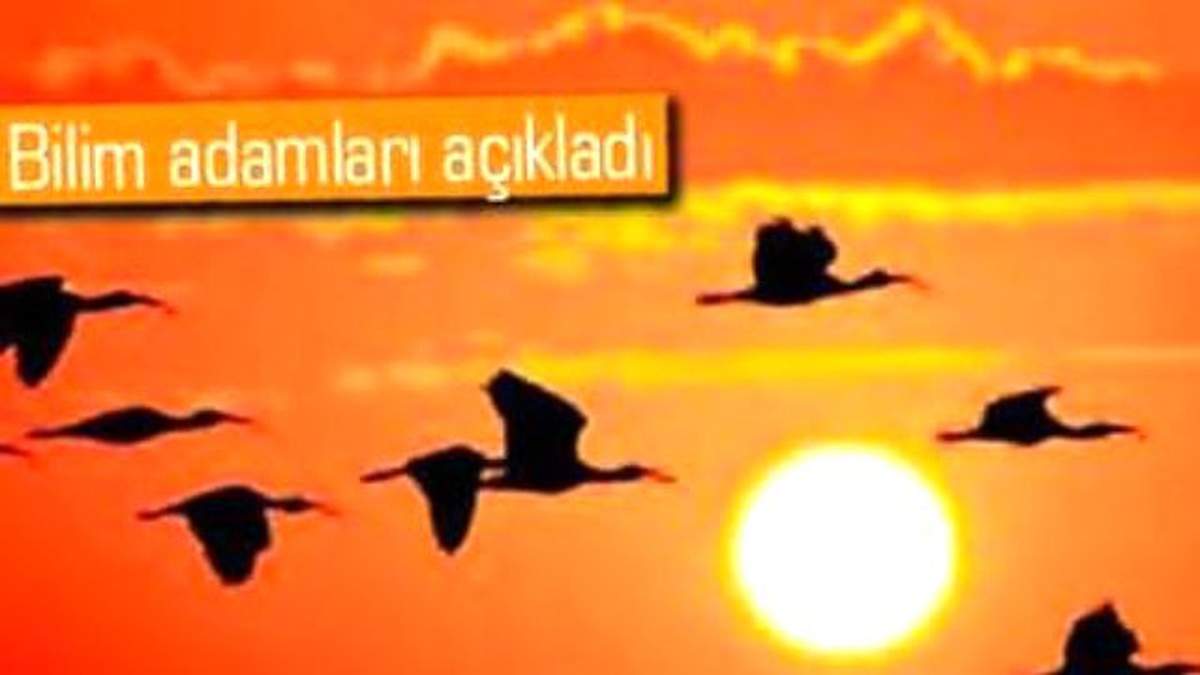 Göç Eden Kuşların Sırrı Ortaya Çıktı