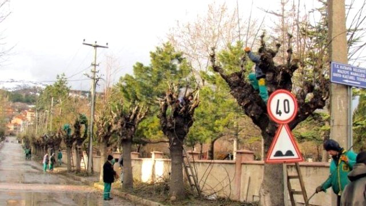 Kütahya Belediyesi\'nden Ağaç Bakım ve Budama Çalışması