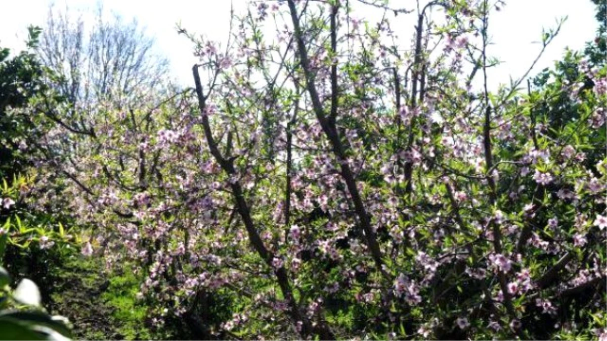 Adana\'da Şeftali Ağaçları Çiçek Açtı