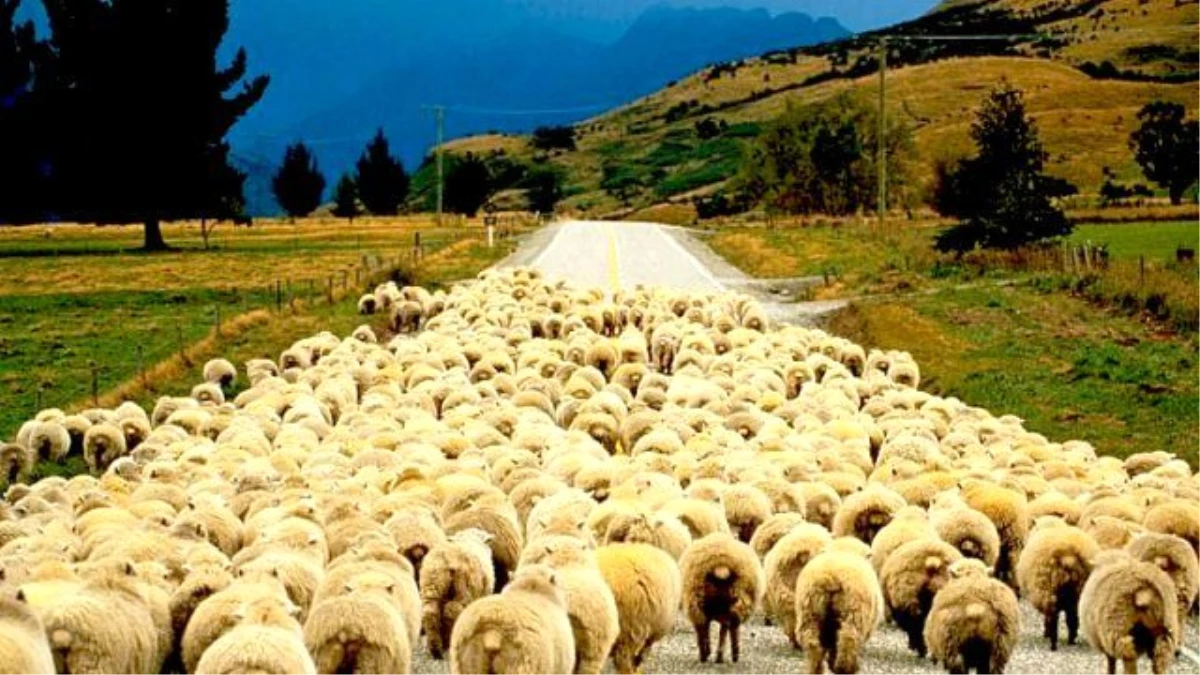 \'Koyun Güdecek Çoban Yok\' İsyanı