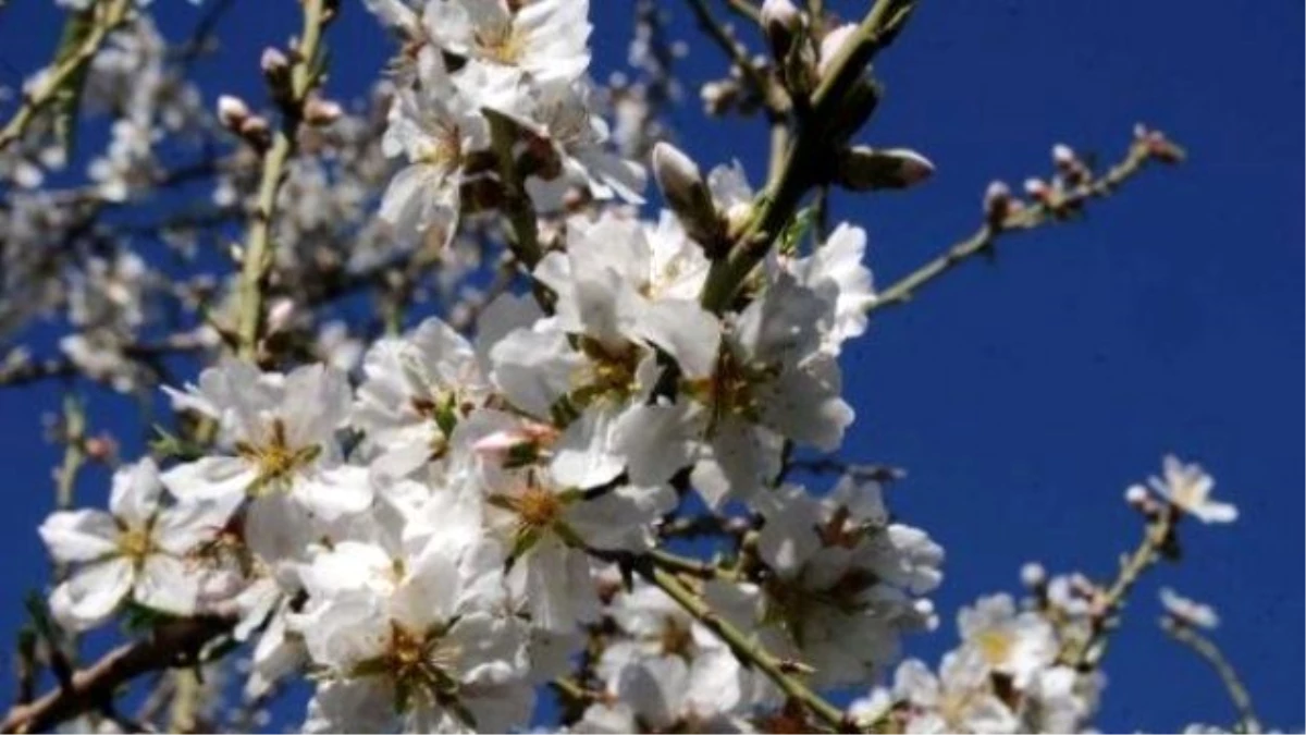 Mihalgazi\'de Badem Ağaçları Çiçek Açtı