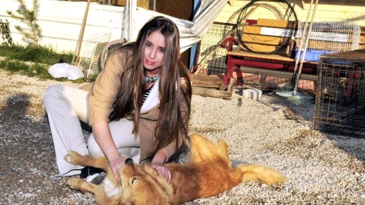 Keçiören\'de Sokak Hayvanları Artık Sahipsiz Kalmayacak