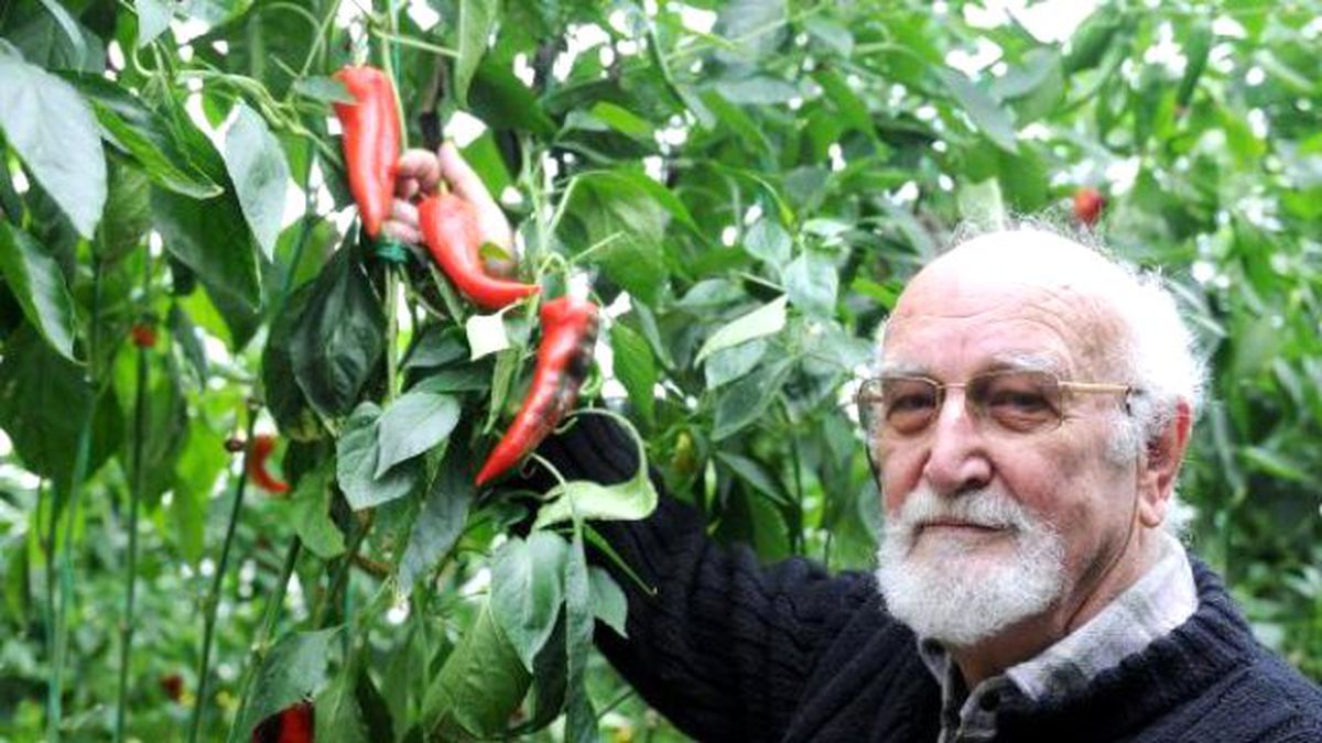 Kırmızı Gül Yerine Kırmızı Biber