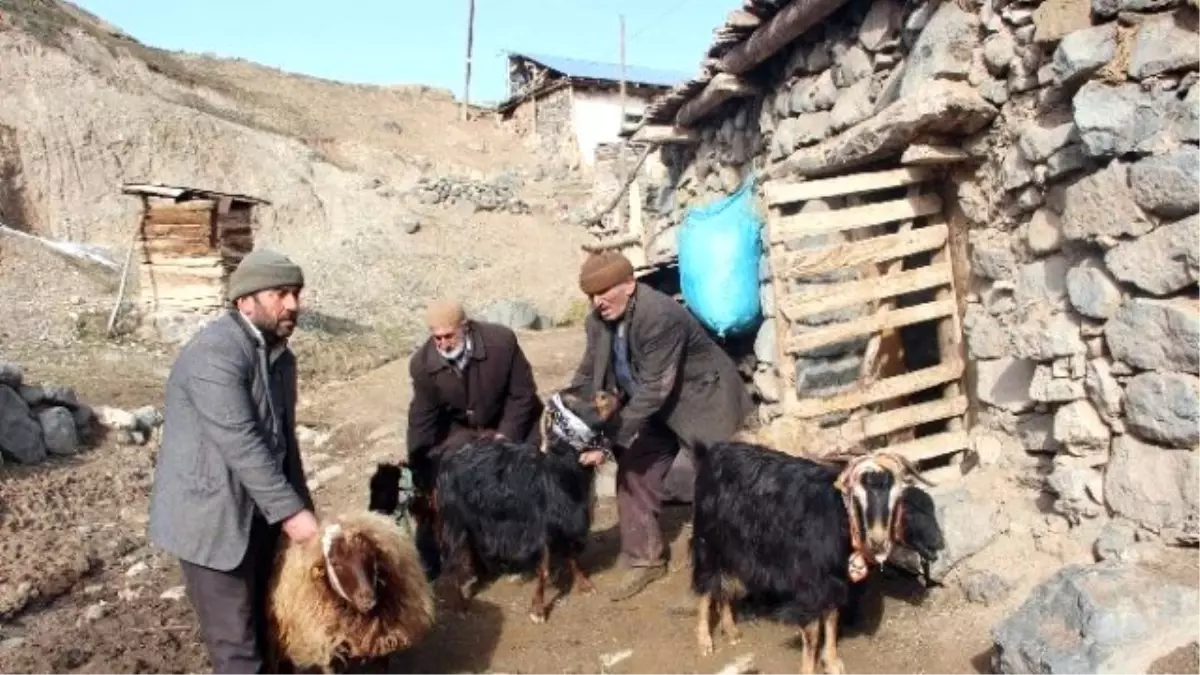 Kurtlar Umutlarını Boğdu