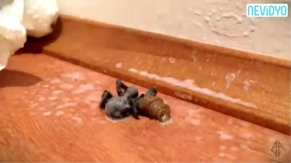 Öldürdüğü Dev Örümceğin İçinden Çıkanı Görünce... (+18)