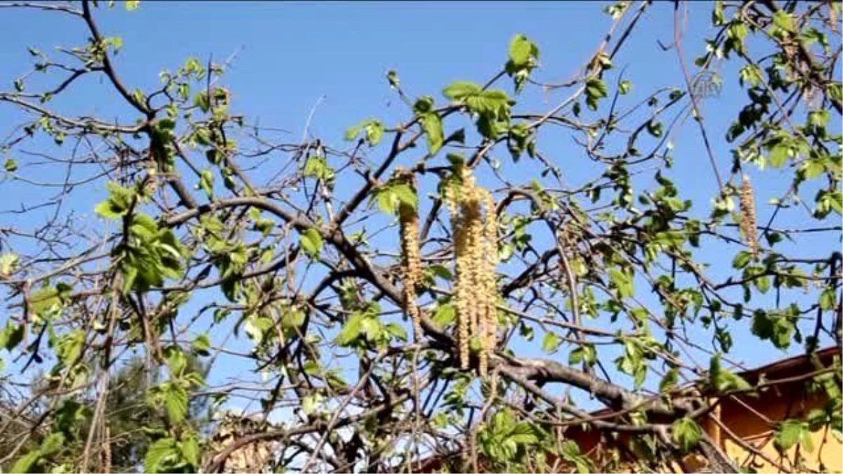 Fındıkta "Yalancı Bahar" Korkusu