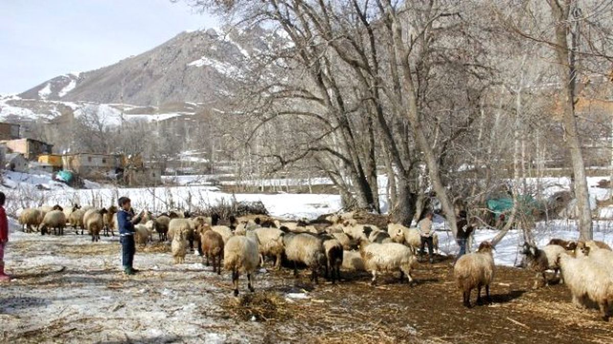 Hakkari\'de Küçükbaş Hayvanların Yavru Atması Çiftçileri Perişan Etti