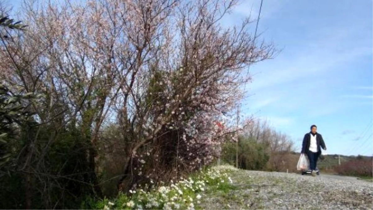 Kuşadası\'nda Erken Bahar