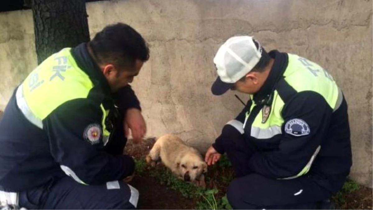 Turgutlu\'da Otomobilin Çarptığı Köpeğe Trafik Polisleri Sahip Çıktı