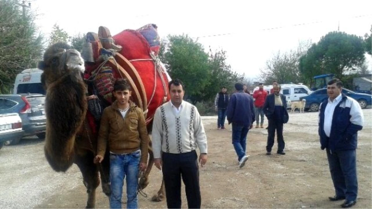 Çan Deveciler Derneğinden Engelli Aracı İçin Güreş