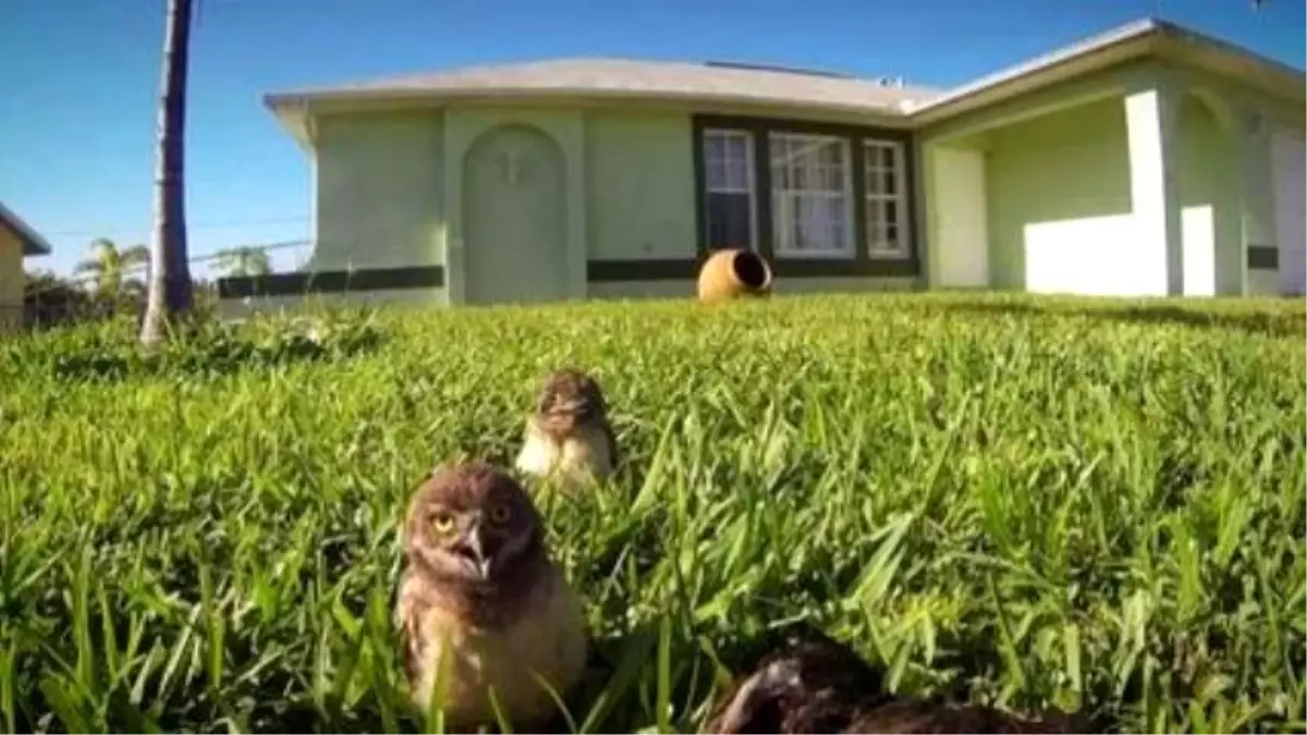 Owls Appear To Hold A Dance-Off İn Adorable Gopro Video