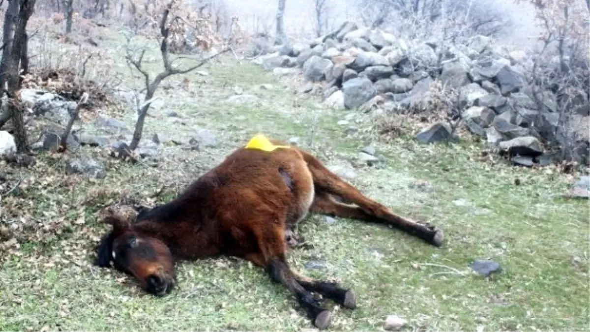 Yılkı Atlarını Tüfekle Öldüren Kişi Yakalandı