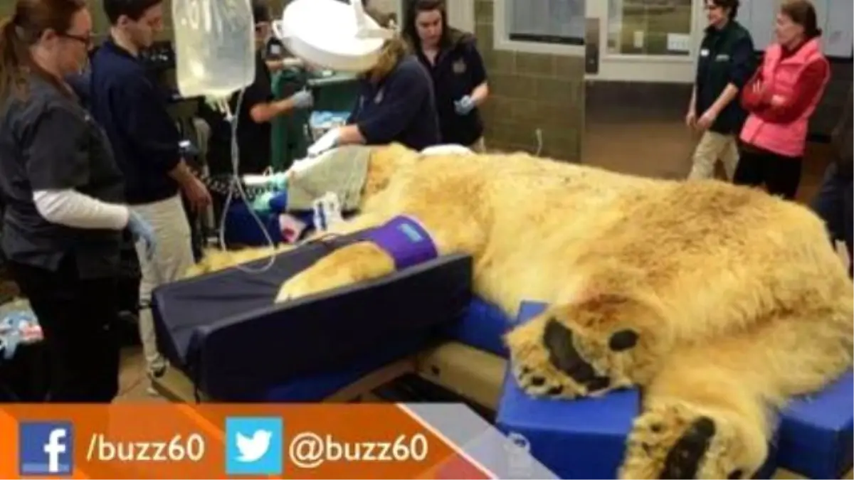 880 Pound Polar Bear Gets Tooth Surgery