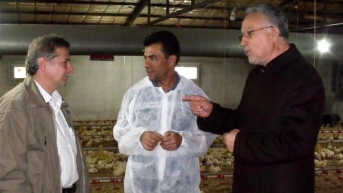 Birlik Başkanı Aktaş\'tan Tavuk Üretim Çiftliklerine Denetim