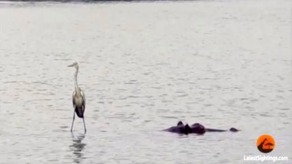 Hippo-Surfing Heron Appears To Walk On Water
