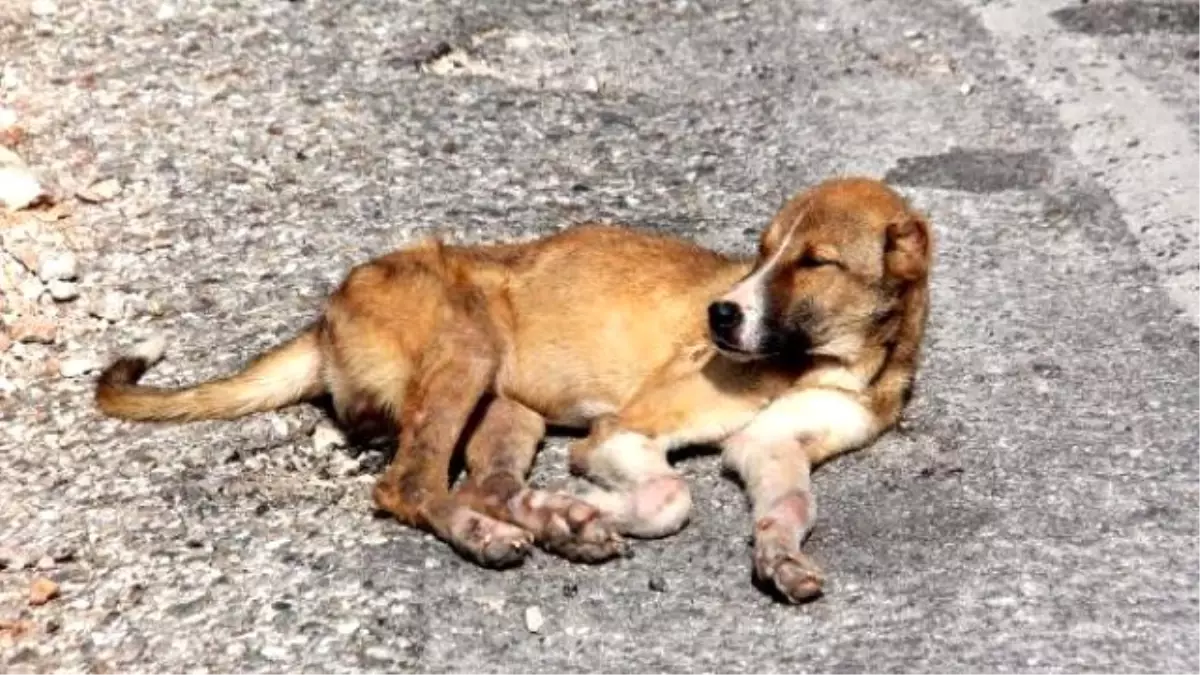 Antalya\'da Ölüme Terk Edilen Köpekler Kurtuldu