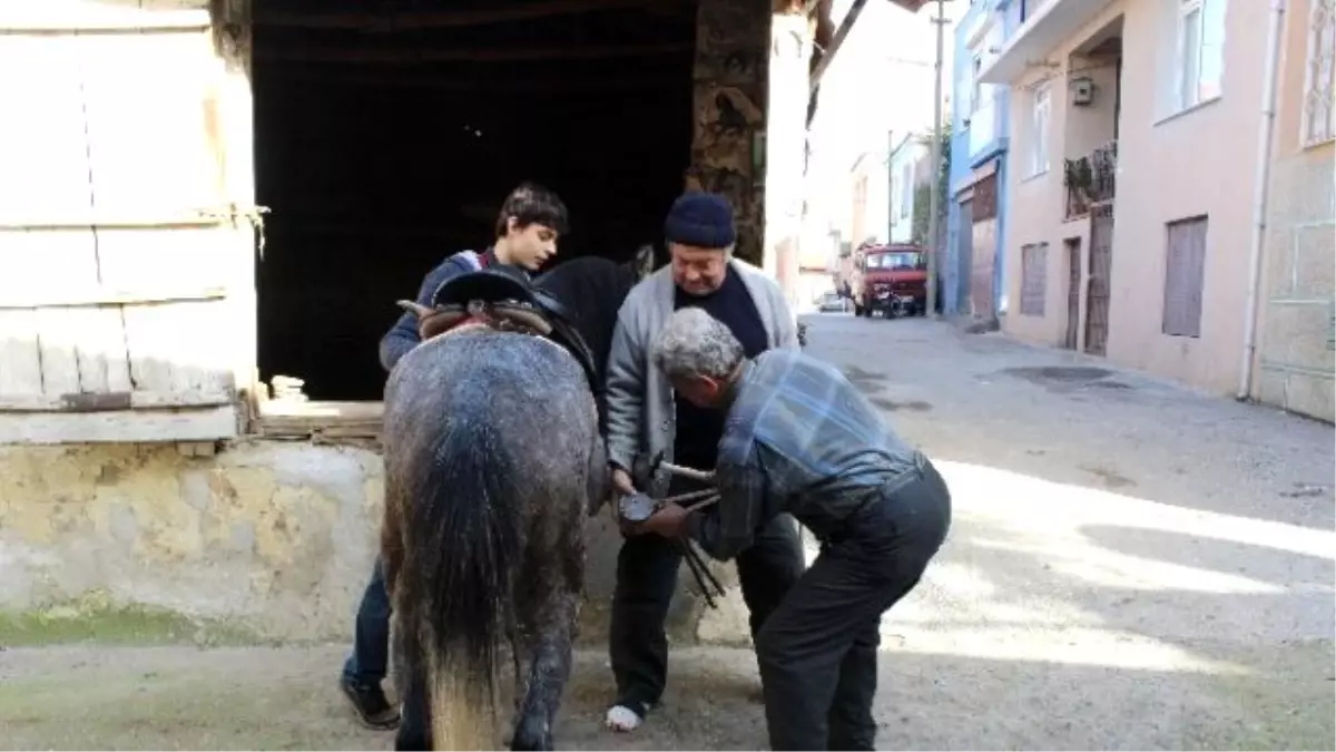 At Sevgisi Hukuku Bıraktırdı