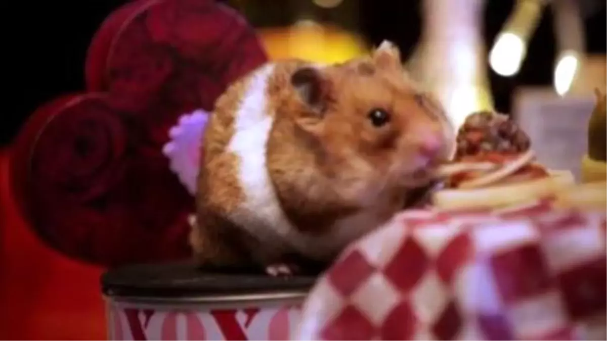 Tiny Hamsters Eating Tiny Valentine\'s Day Dinner Will Make Your Big Heart Explode