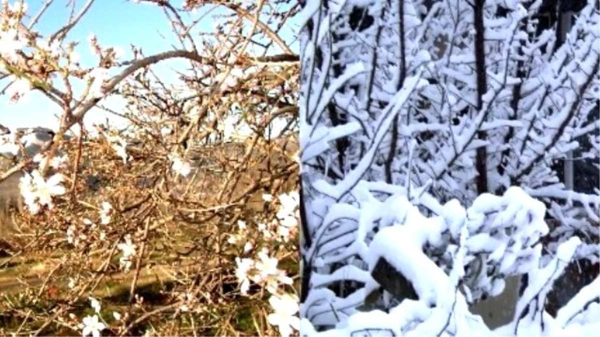 Yenipazar\'da Yalancı Bahara Aldanıp Çiçek Açan Dallar Kar Altında Kaldı