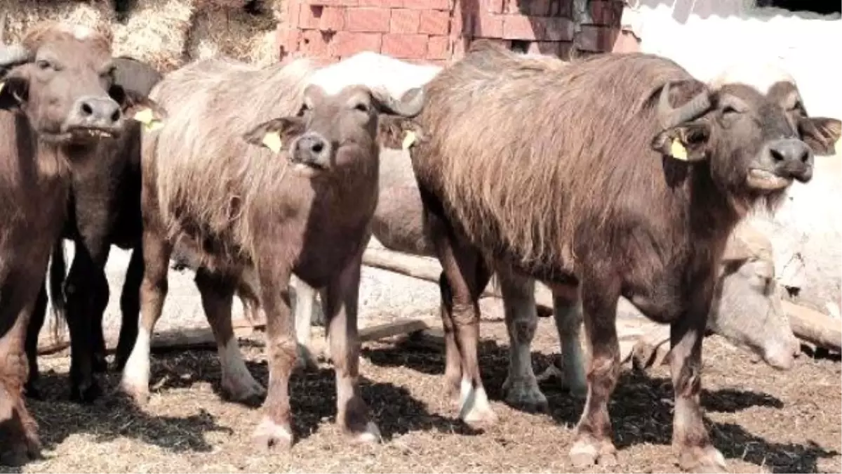 Yozgat\'ta Manda Yetiştiriciliği İçin Destek Projesi