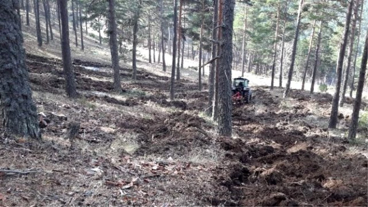 Akdağmadeni Ormanlarında 160 Hektar Alanda Gençleştirme Çalışması Yapıldı