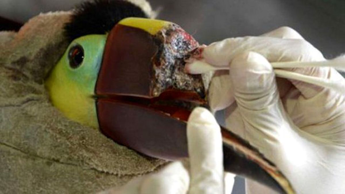 Gagası Kırılan Kuşa, Protez Gaga