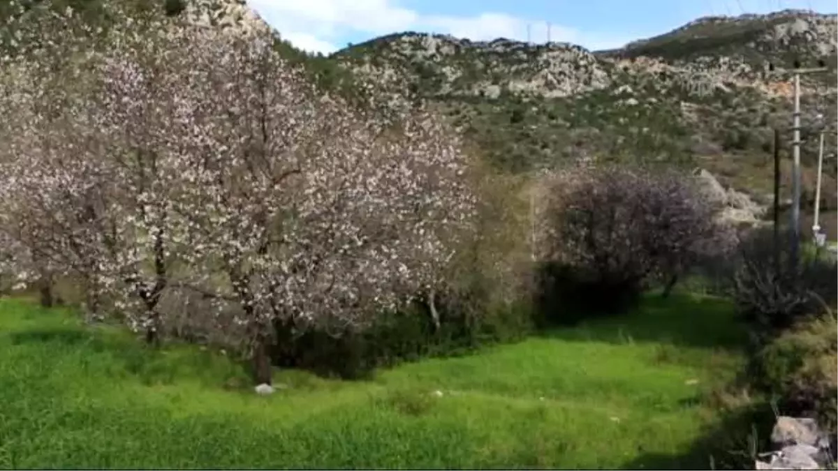 Güney Ege Badem Ağaçlarının Çiçekleriyle Beyaza Büründü