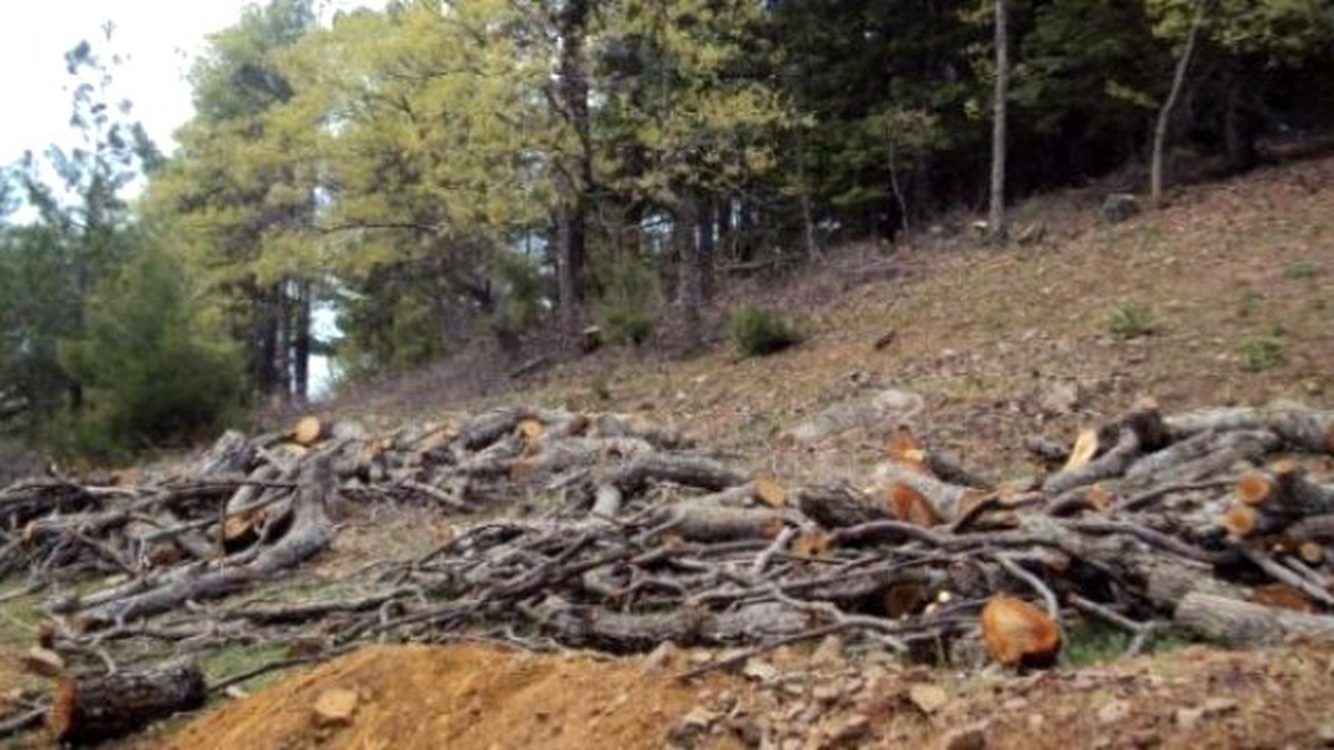 Trabzon\'da Ağaç Kesimine Belediyeden Suç Duyurusu