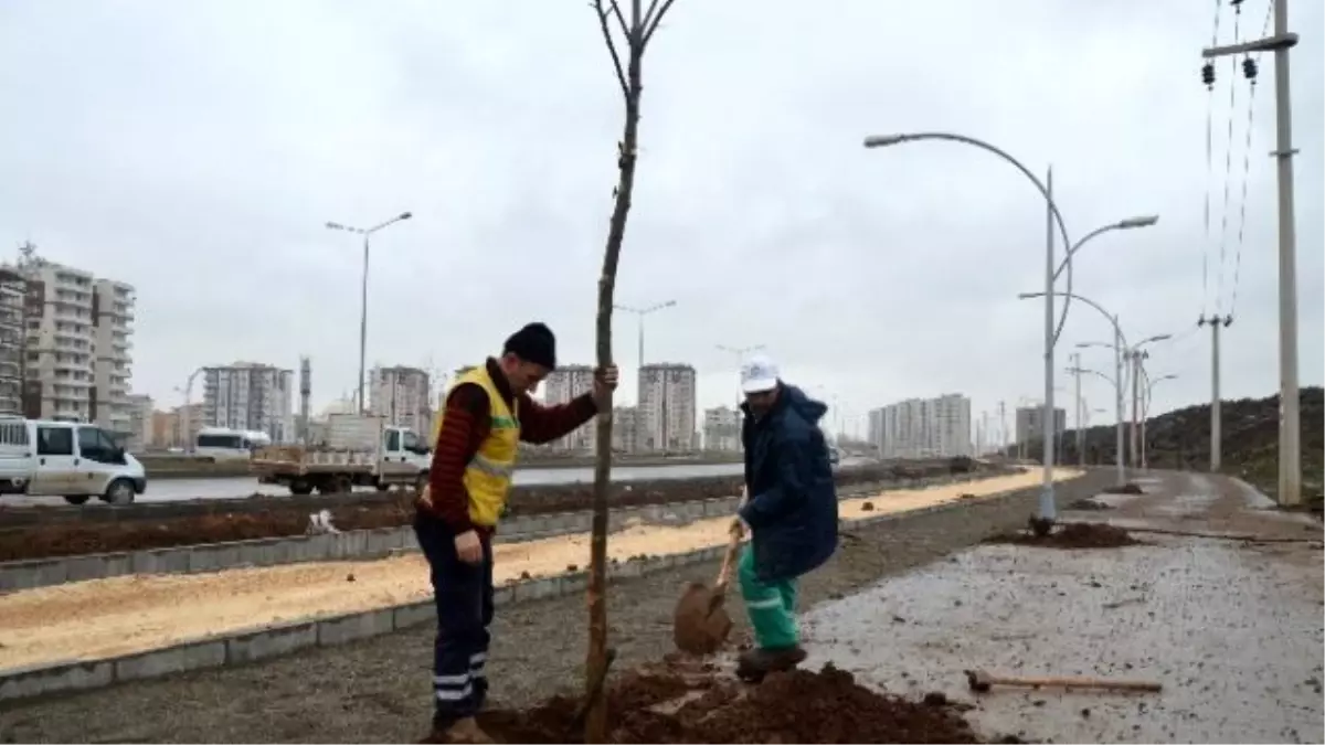 Diyarbakır\'da 642 Bin Adet Ağaç Dikimi ve Çiçek Ekimi Yapıldı