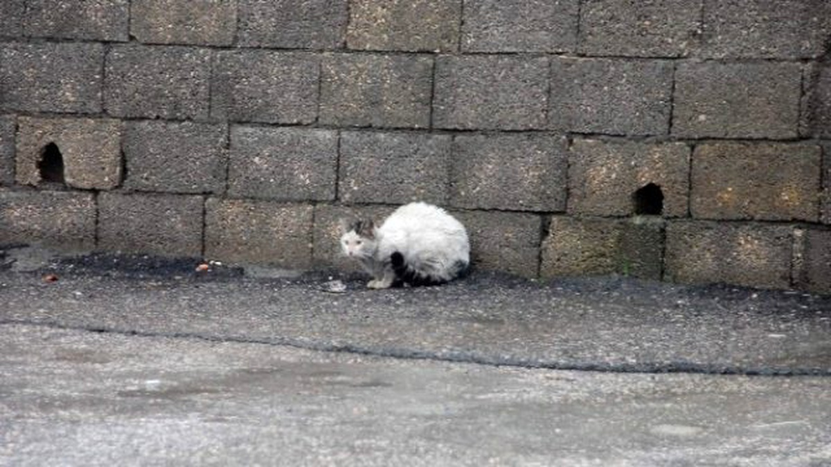 Kış, En Çok Sokak Hayvanlarını Etkiliyor