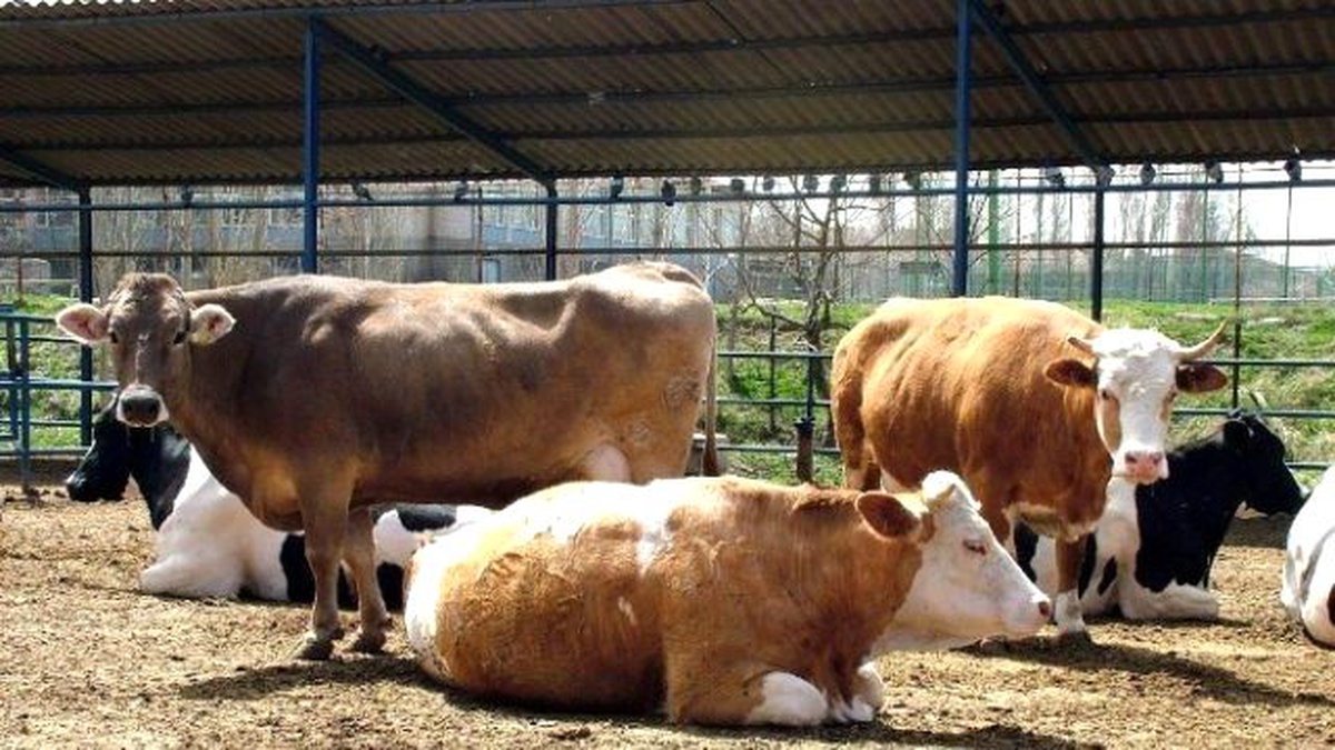 Kütahya\'da Sığır, Keçi ve Koyun Sayısı Düştü