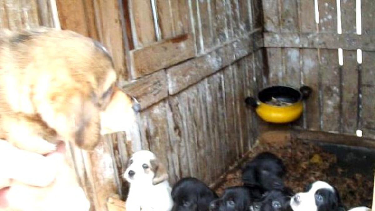 Donmak Üzereyken Bulduğu Köpek 11 Yavru Doğurdu