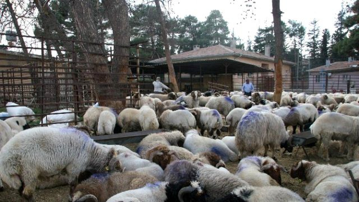 Kilis\'te Küçükbaş Hayvan Sayısı Fazla