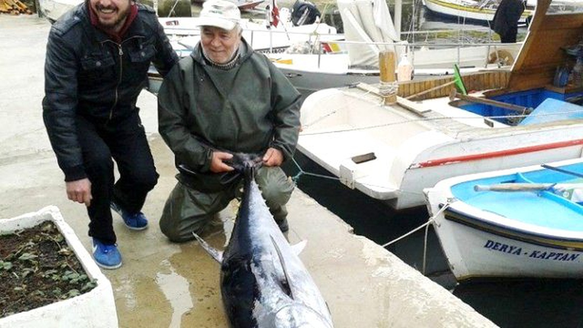 70 Kiloluk Orkinos Ağlara Takıldı