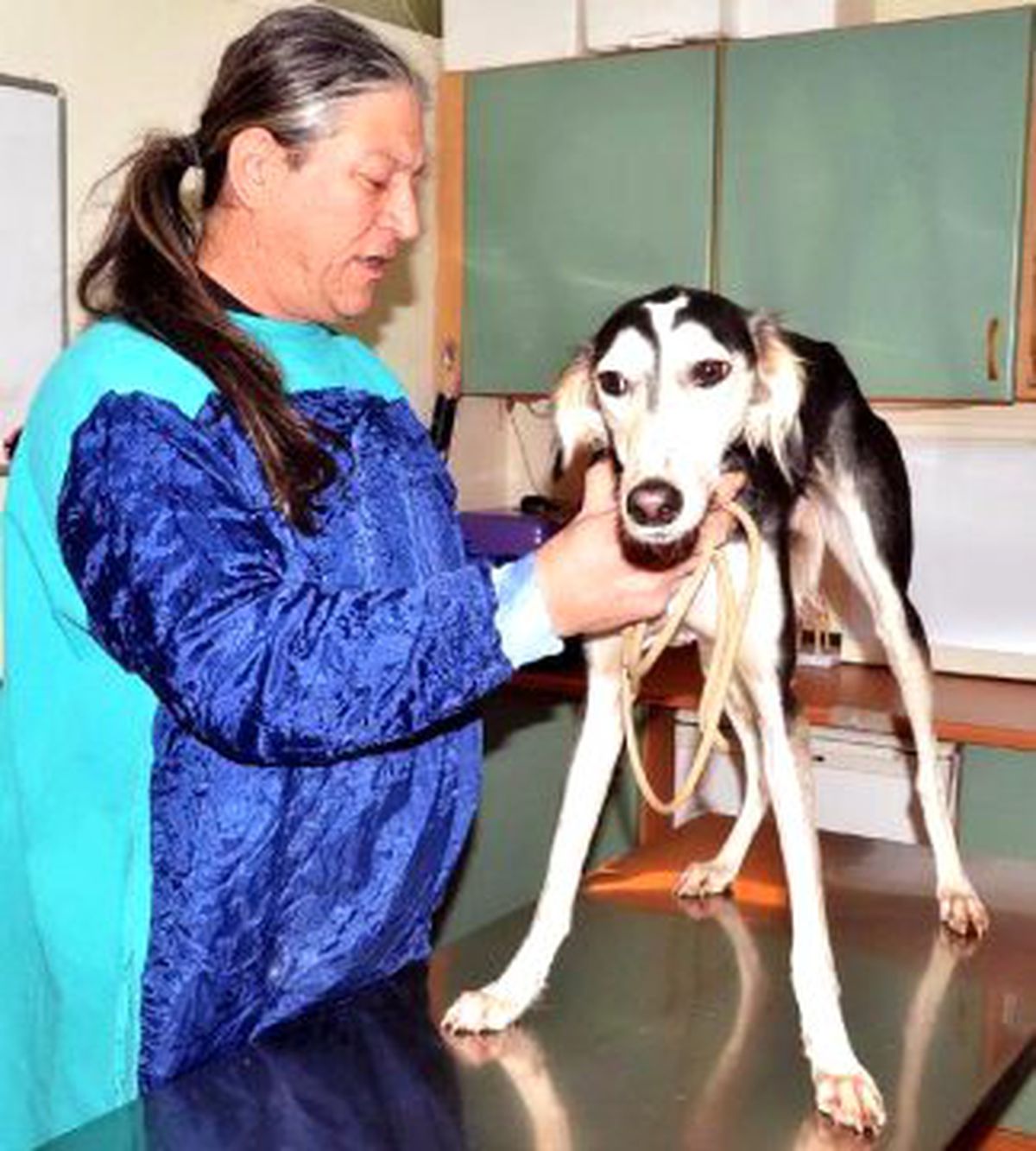 Kayıp Tazıyı Bulana Para Ödülü Verecek