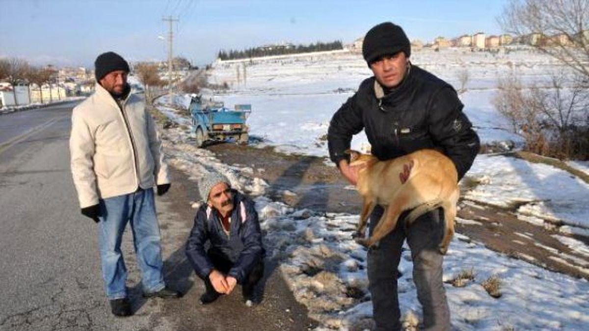 Yaralı Köpeğe Sahip Çıktı