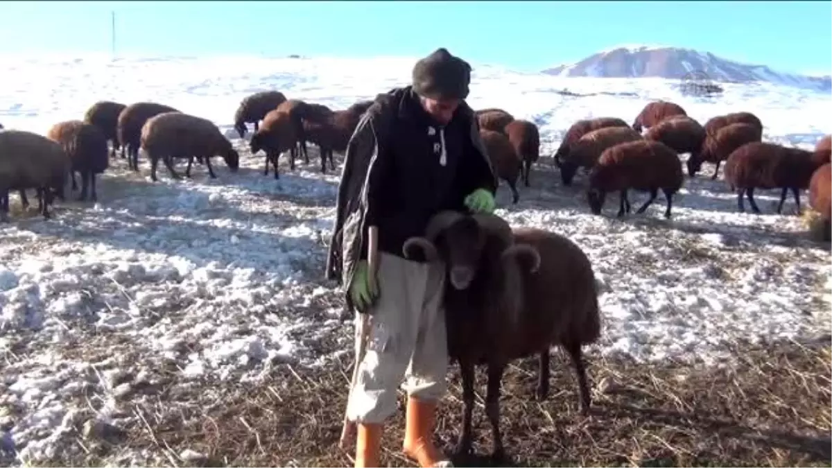 Ağrı'da Çiftçilerin Zorlu Kış Mesaisi