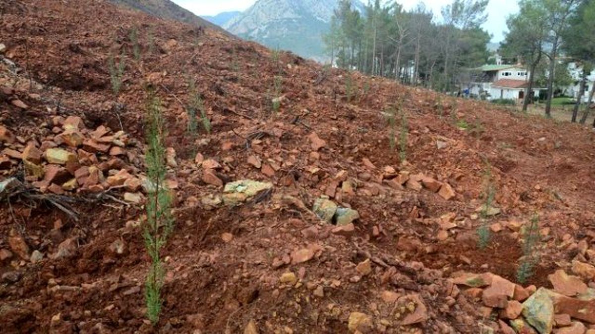 Adrasan\'da 30 Bin Fidan Toprakla Buluşturuldu