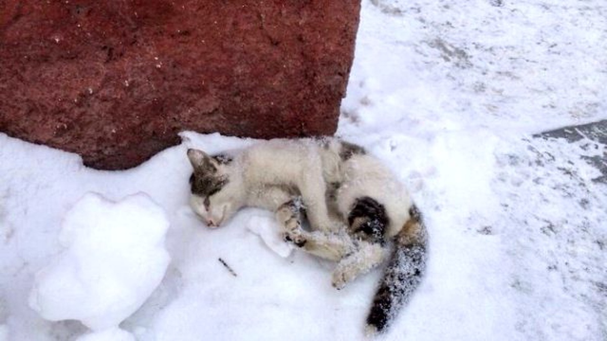 Erzurum\'da Sibirya Soğukları Kediyi Dondurdu