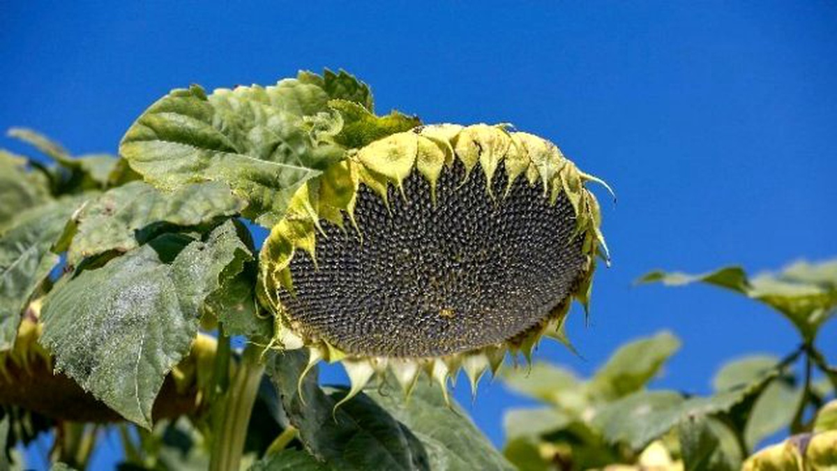 May Tohum Ayçiçeği İhracat Portföyünü Büyütmeye Devam Ediyor