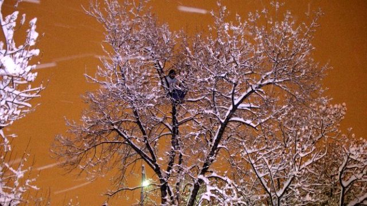 Kar Yağışı Altında Ağaç Tepesinde İntihar Girişimi