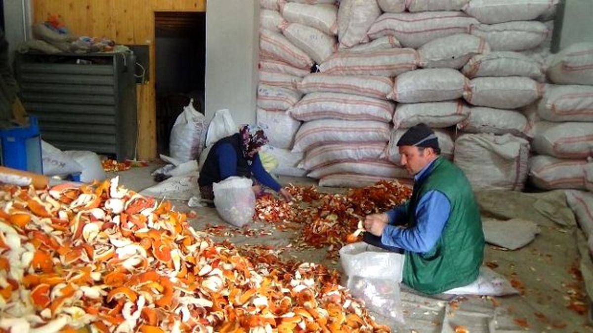 Portakal Kabuğu Ekmek Kapısı Oldu