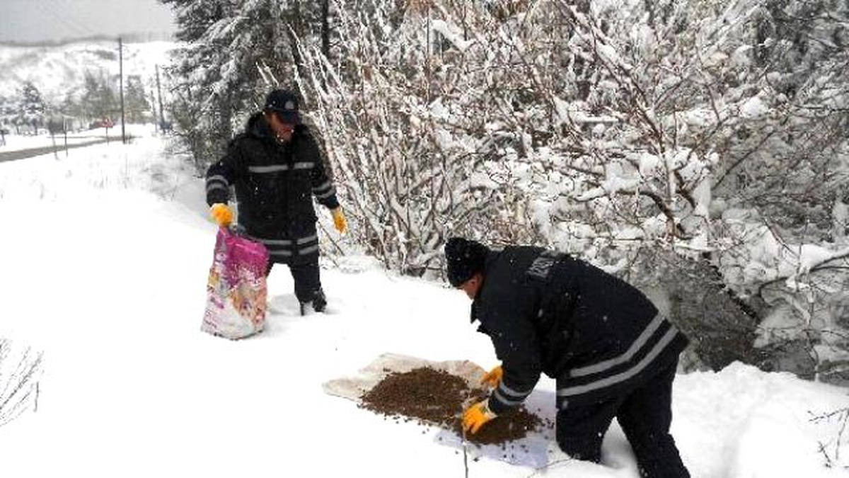 Sokak Hayvanları İçin Doğaya Yiyecek Bırakılıyor